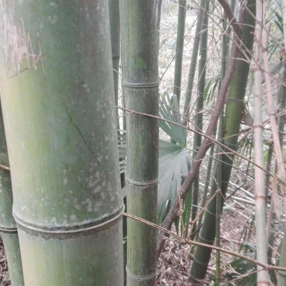 知足常乐者