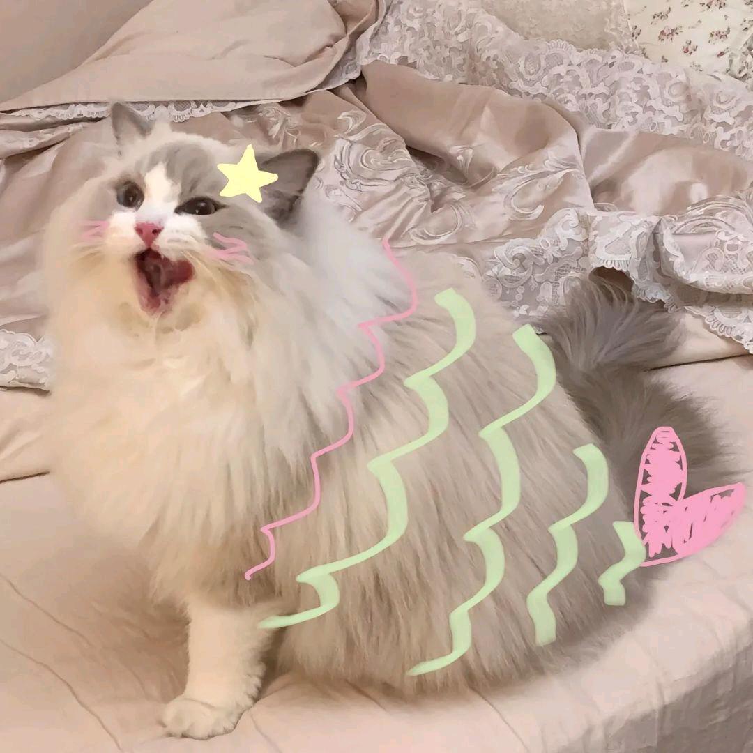 阿木木没有大(三角洲行动)