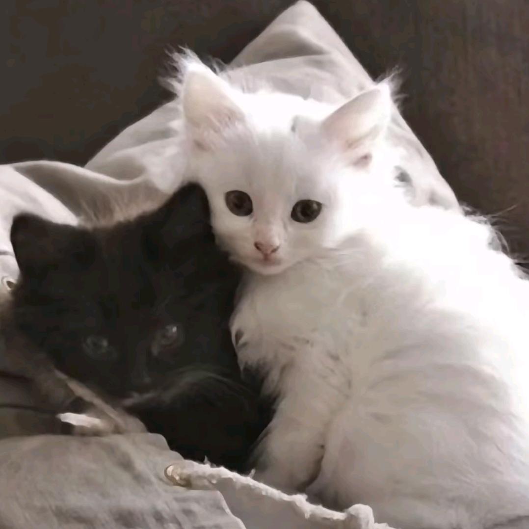 清风（接lysk代）