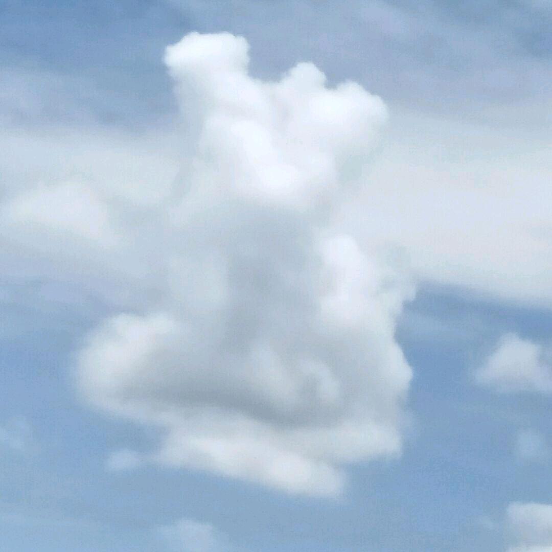 许愿卡椰子