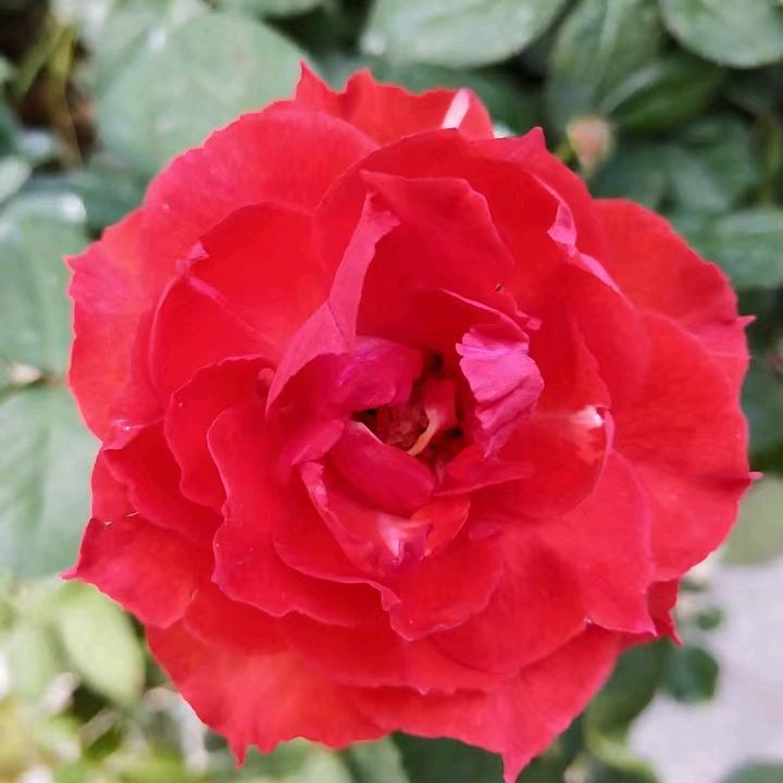 玫瑰🌹