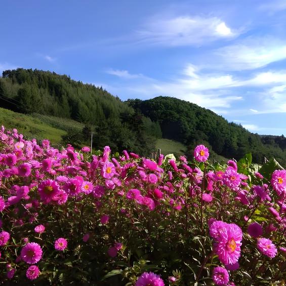 四季花开