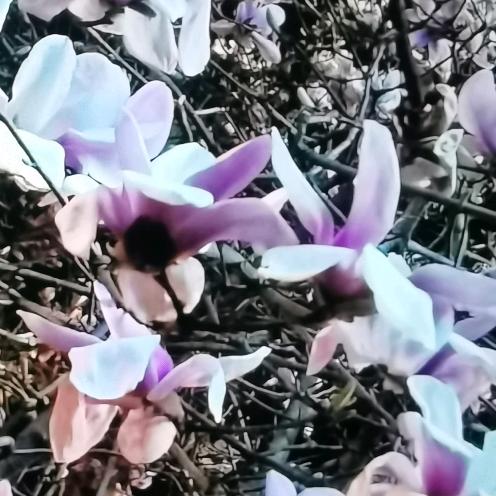 一抹晨曦