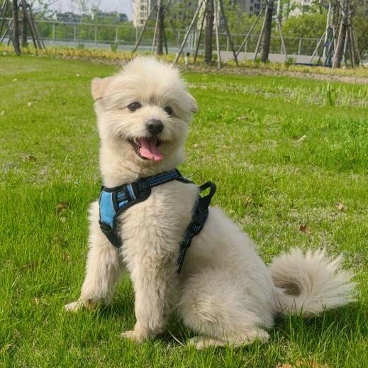 多朗科技云养宠