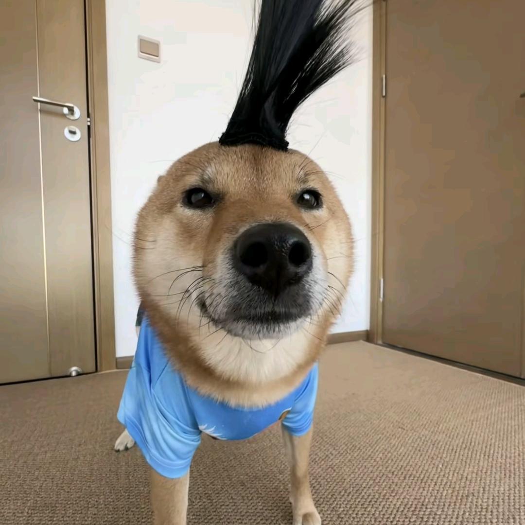 电子狗
