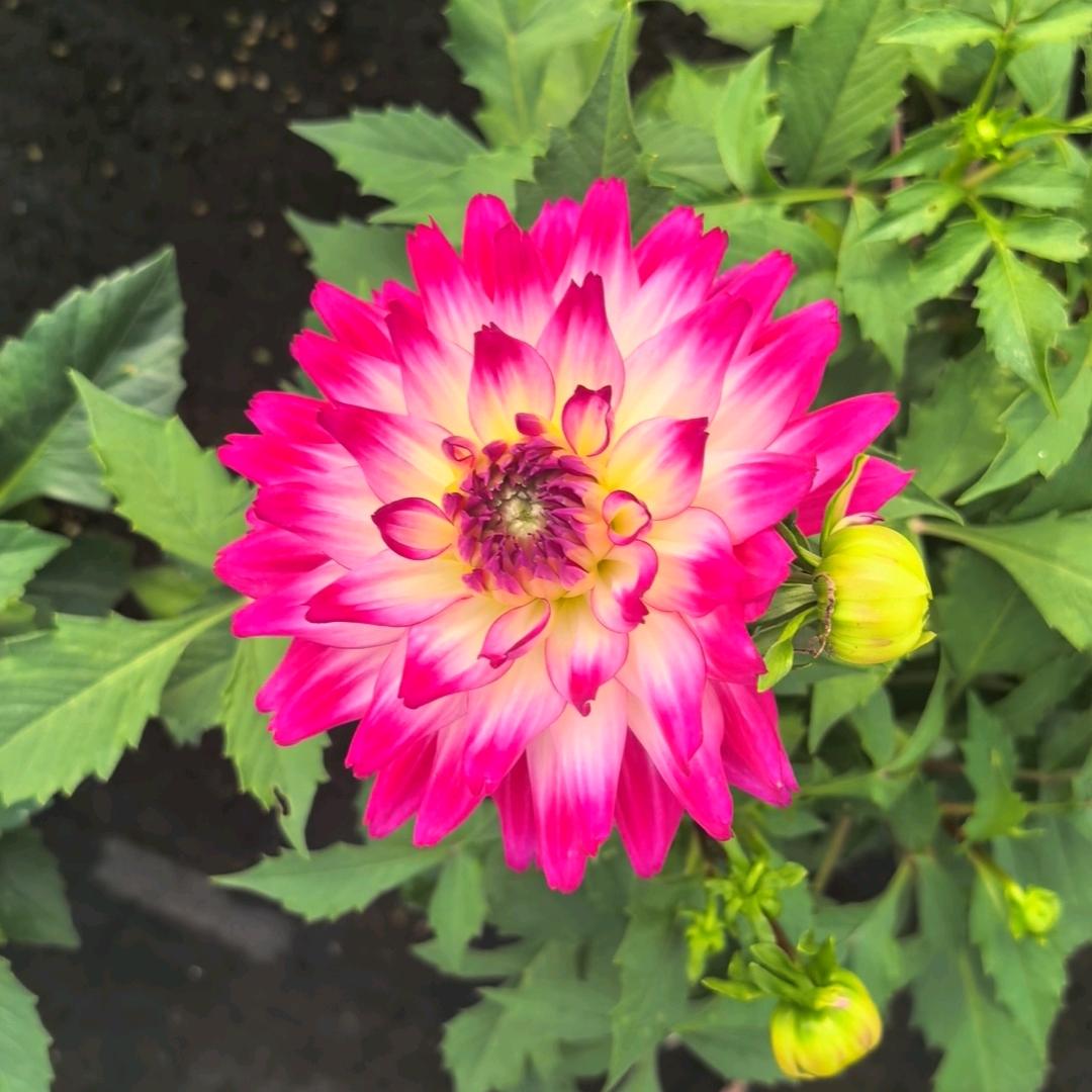 花川种植园花卉