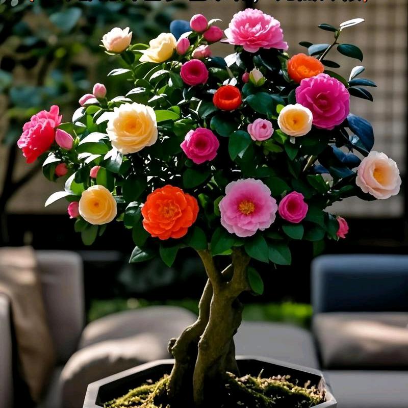 五色赤丹山茶花基地