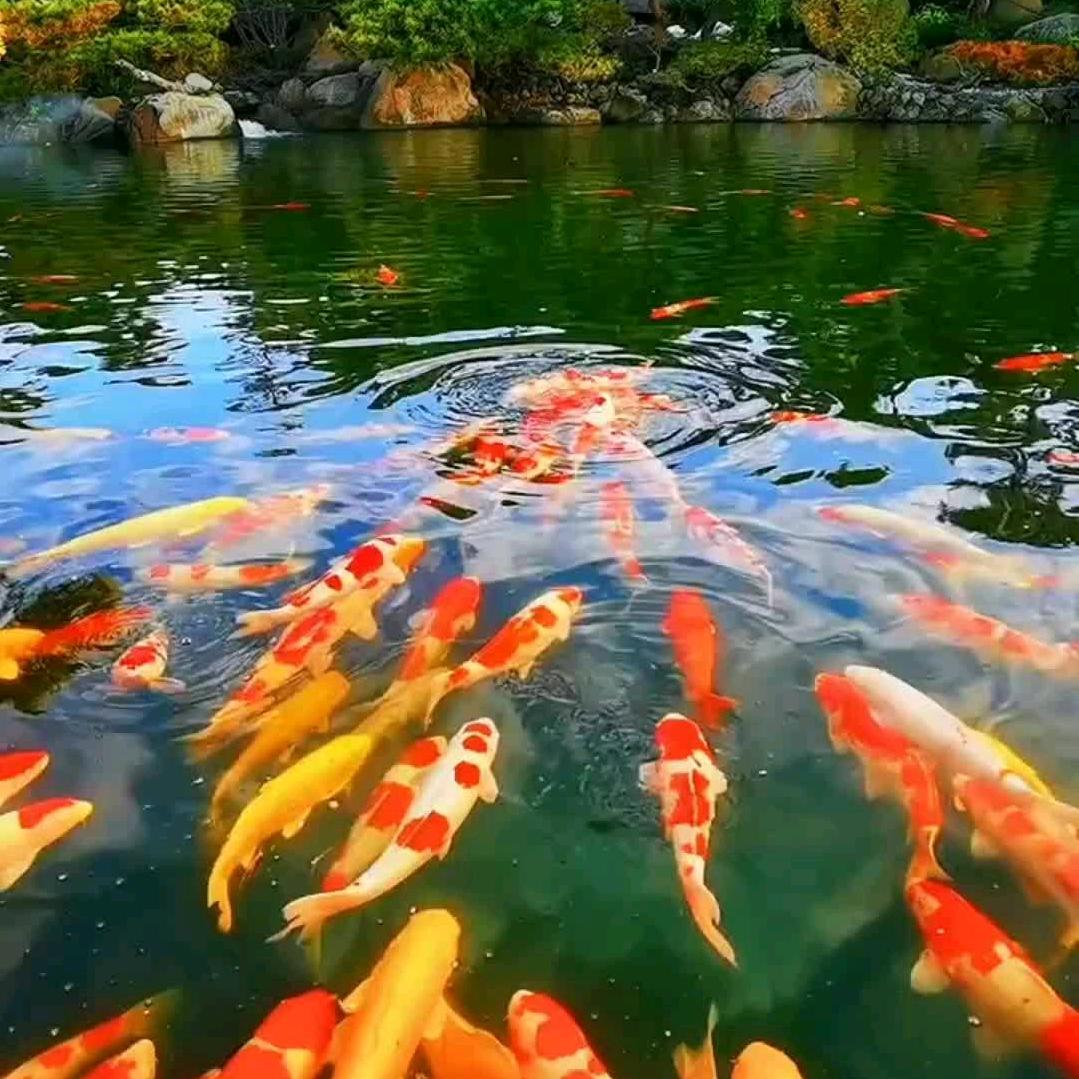 彭