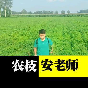 农技安老师