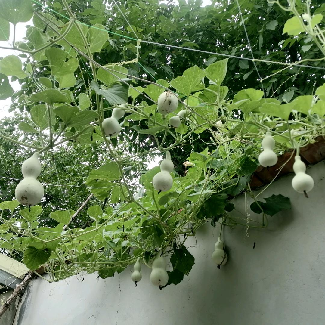 飞雪迊春