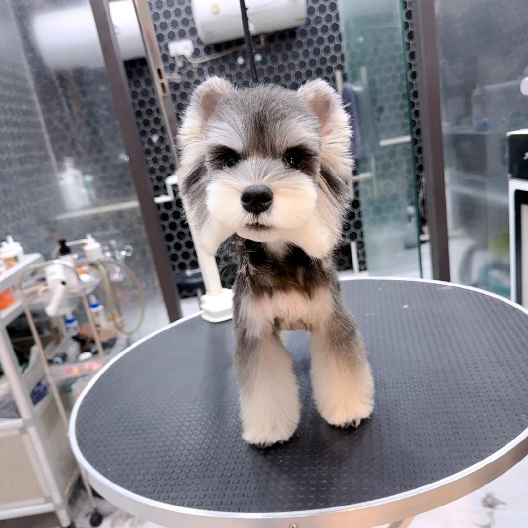 我家狗宝叫周末🥰