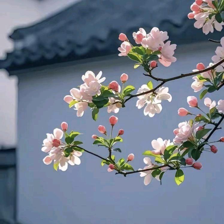 @津姐姐