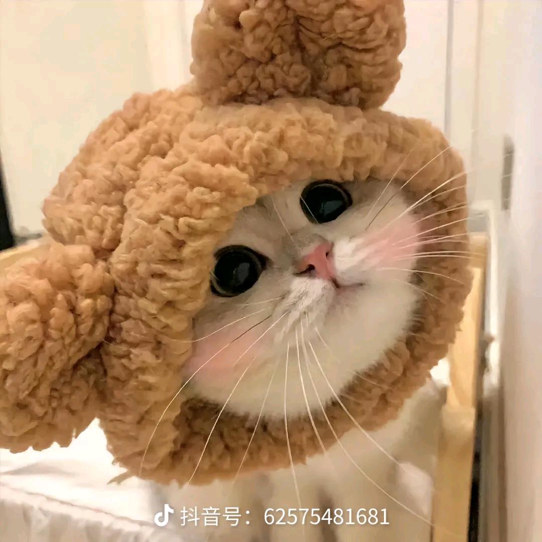 圆滚滚的小奶猫