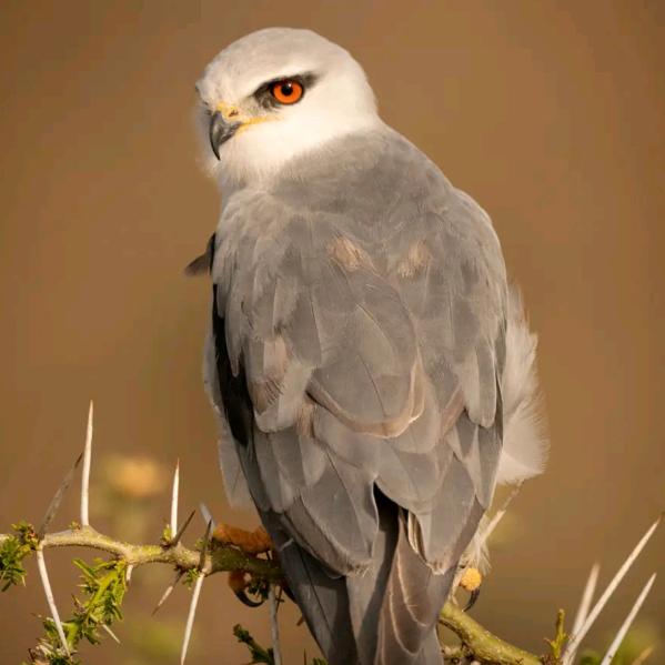 《三生三世十里桃花》