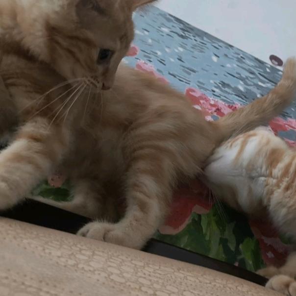 一点也不菜