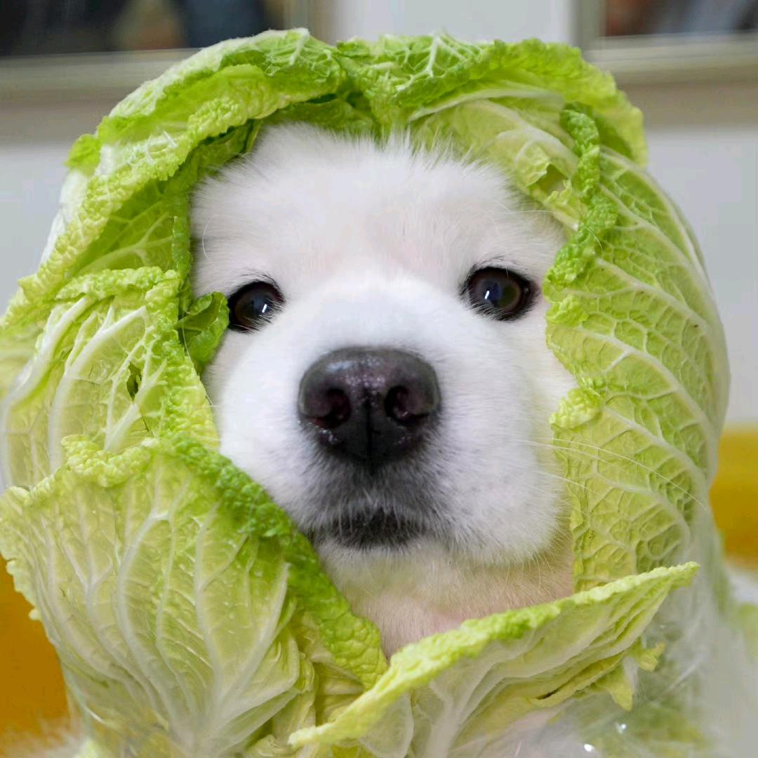 西瓜蘸辣椒超好吃