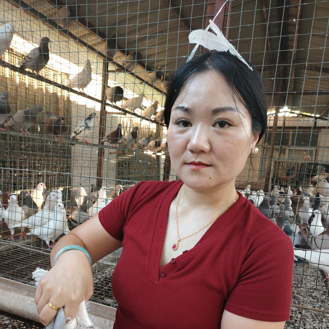 两对鸽子