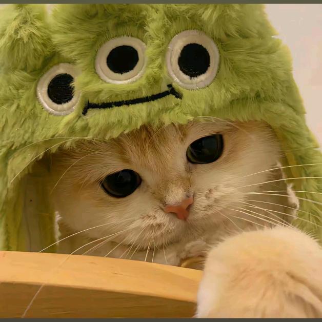 宝贝猪🐷
