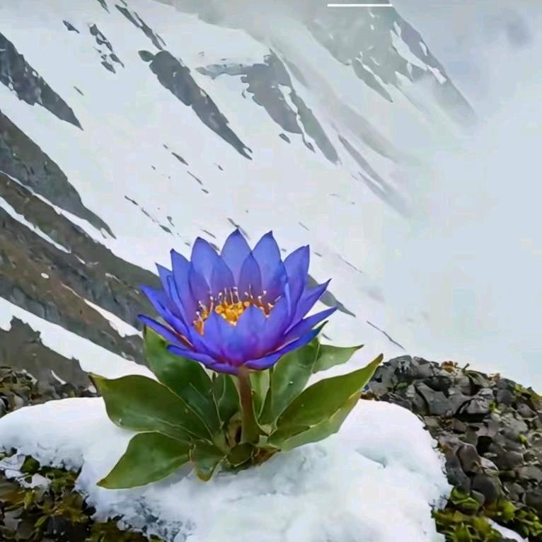 梦望成真🌺🌺🌺