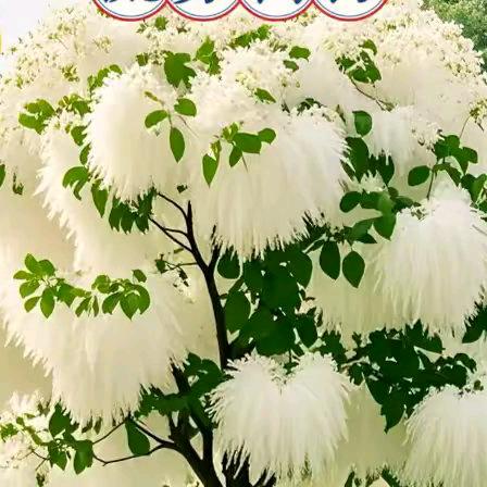 我要做个幸福的女人