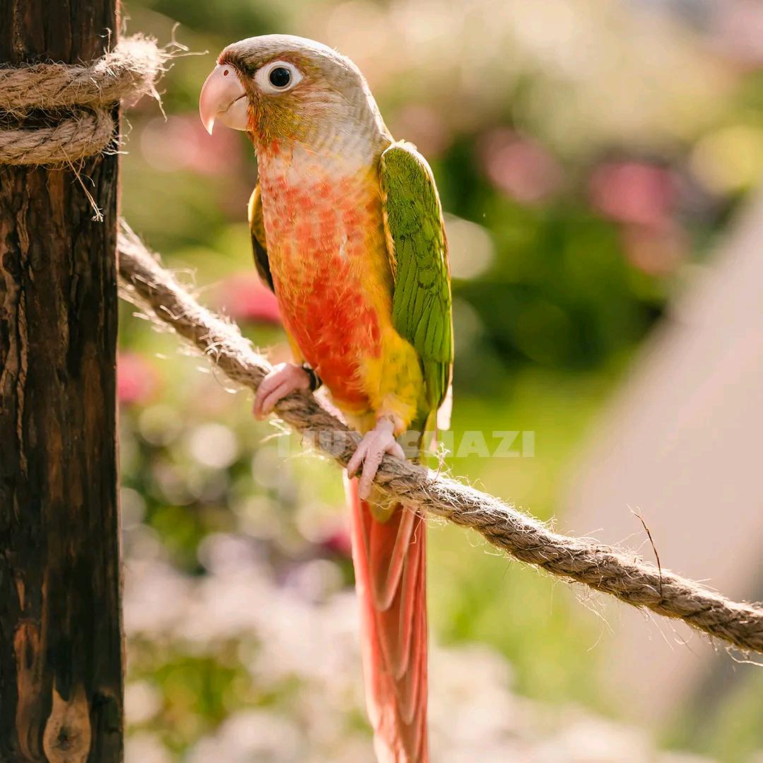 手养小太阳鹦鹉🦜
