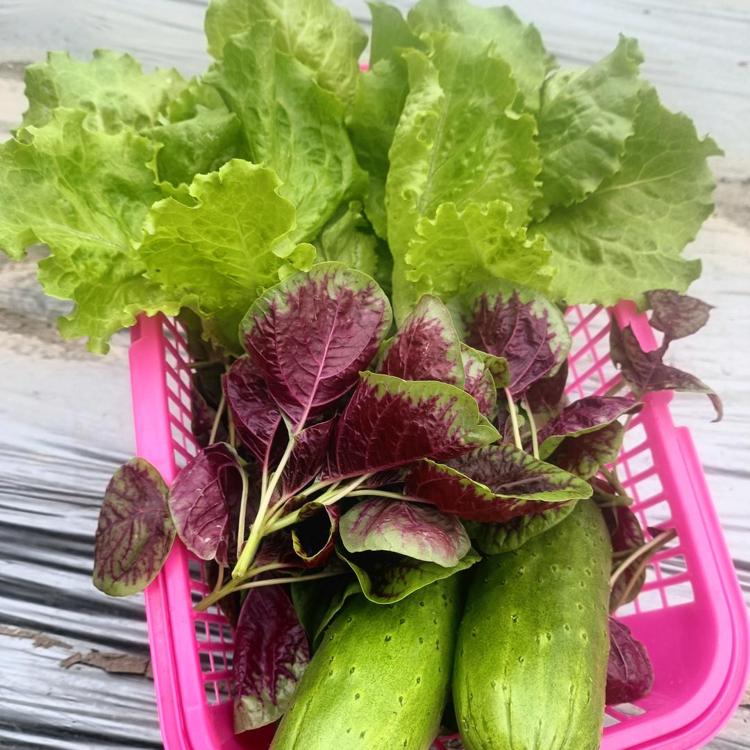 玲妹，(谢绝连赞)