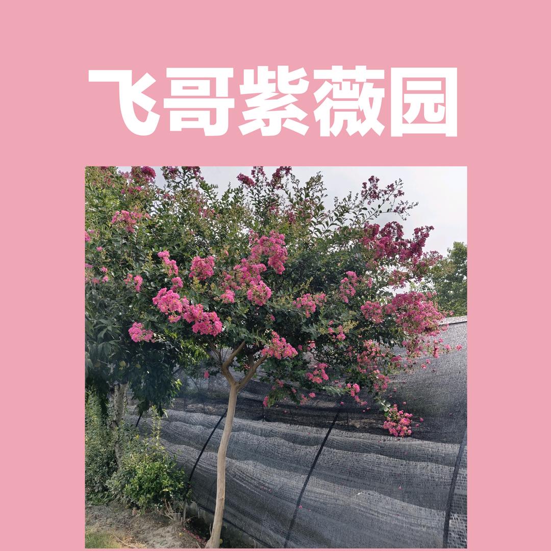 飞哥紫薇园