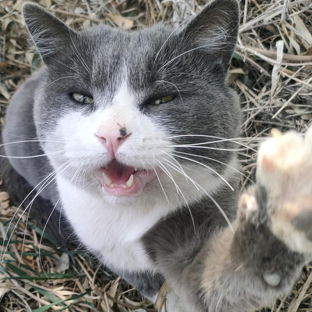 喂流浪猫的小女人🐱🐱