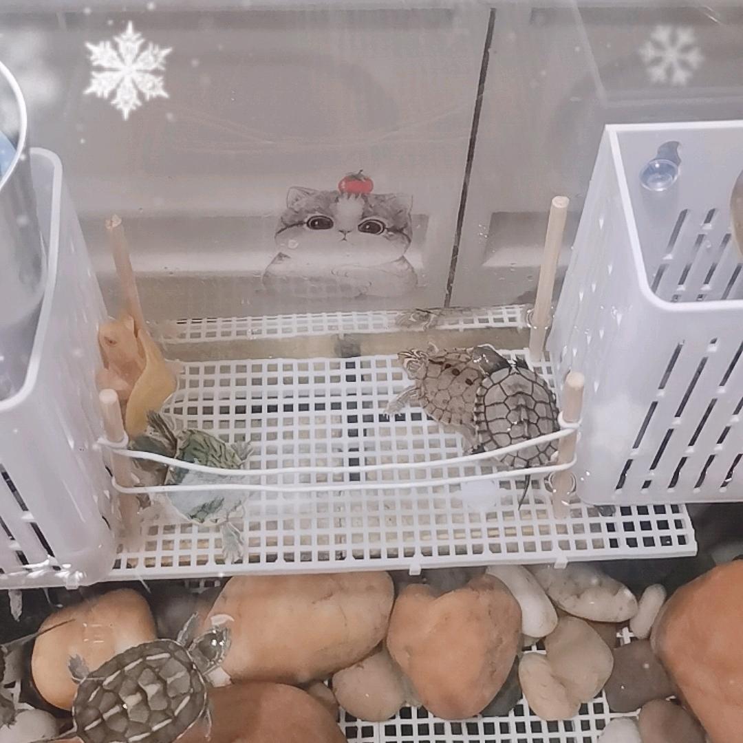 金爪