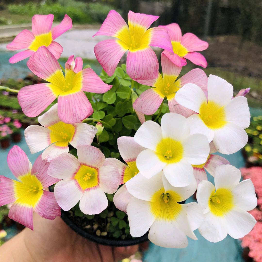 西西森林种花GO