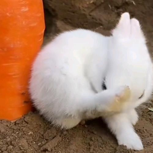 轻轻子衿