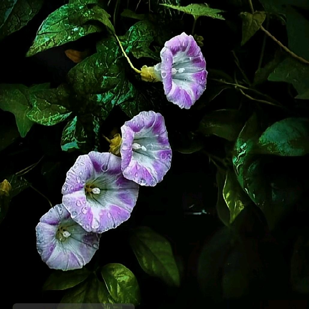 蝴蝶 🦋（谢绝私聊）