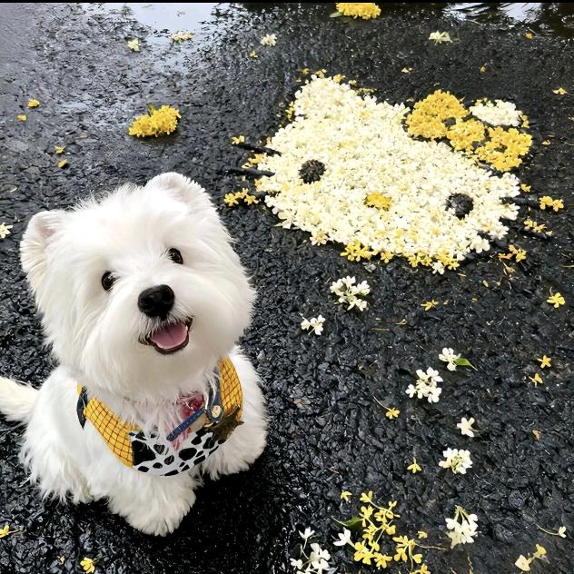 红薯🍠鸡蛋🥚