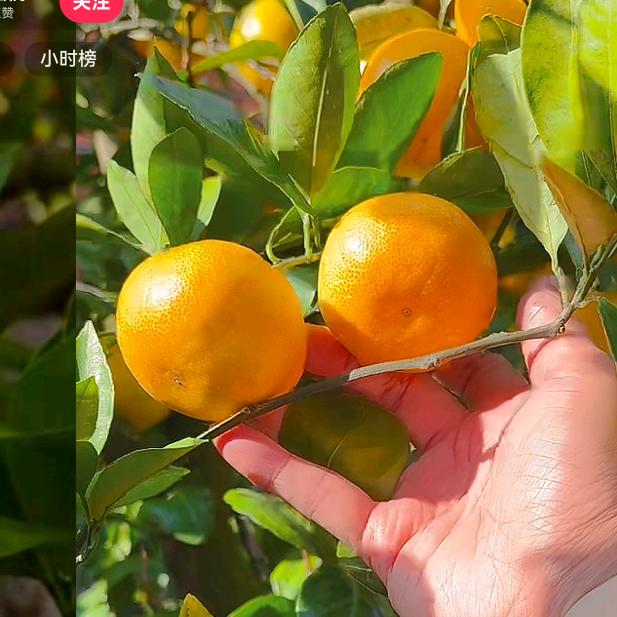 大舅哥-涌泉蜜桔