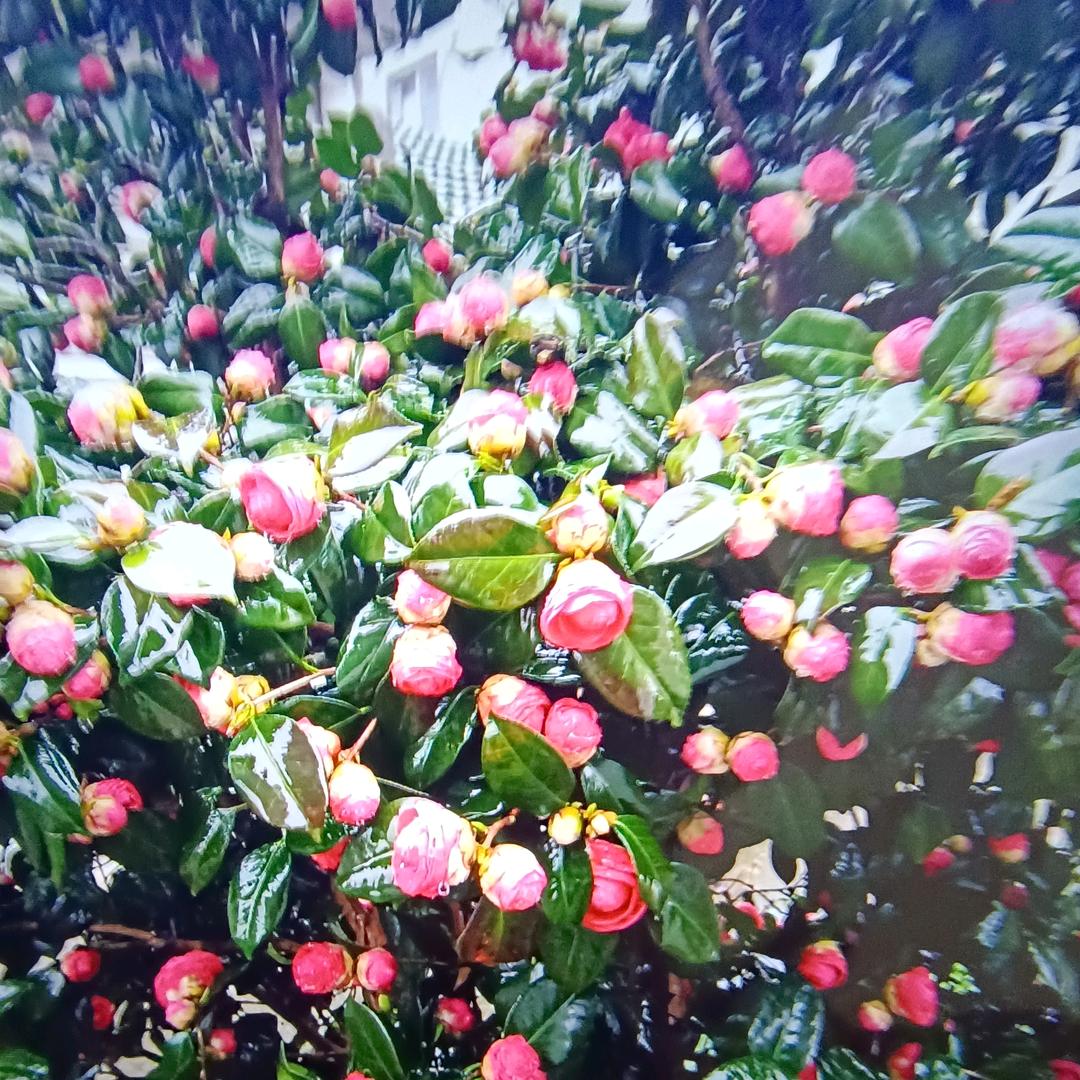 南玉配