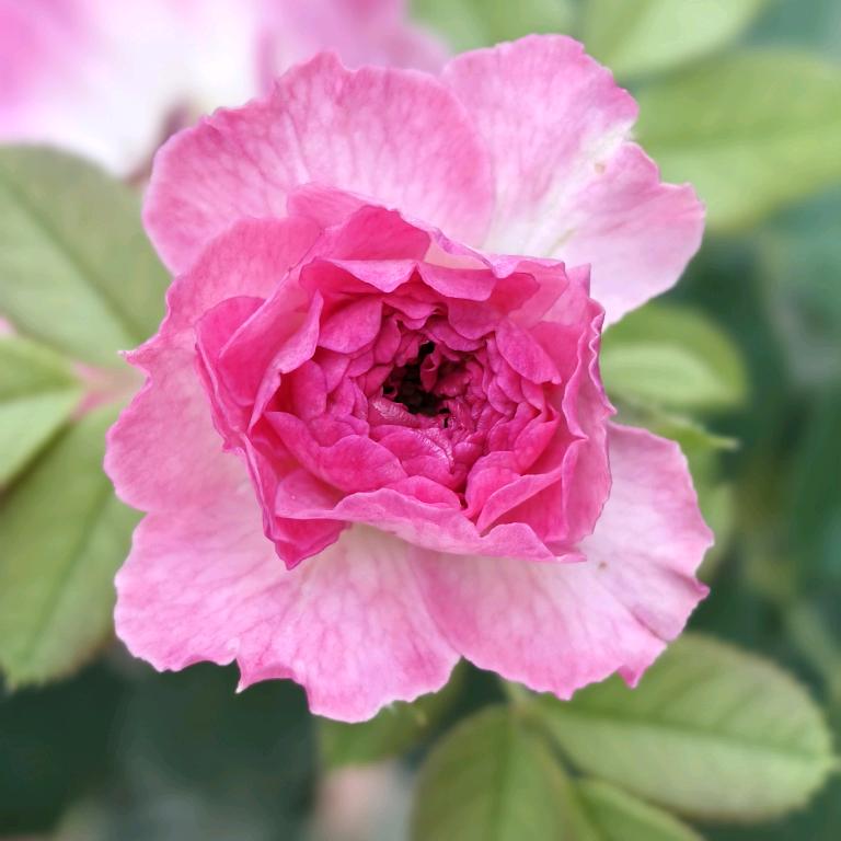 带刺的月季🌺