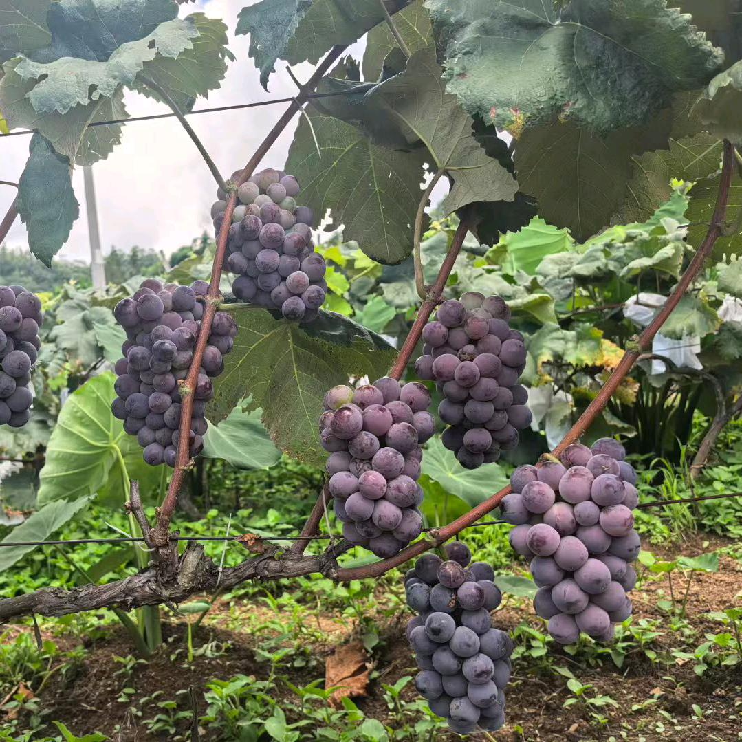 六盘水市顺场乡（雨水红葡萄采摘园）