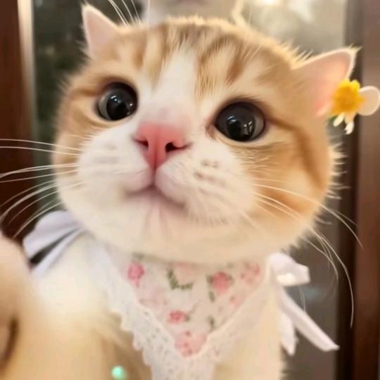 想养¹只小奶猫