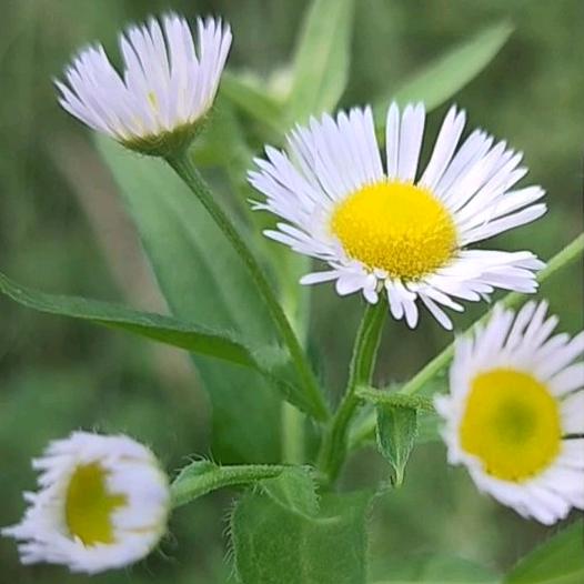 好好学习天天向上