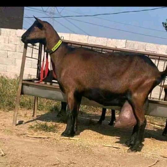 泾阳奶山羊🐐