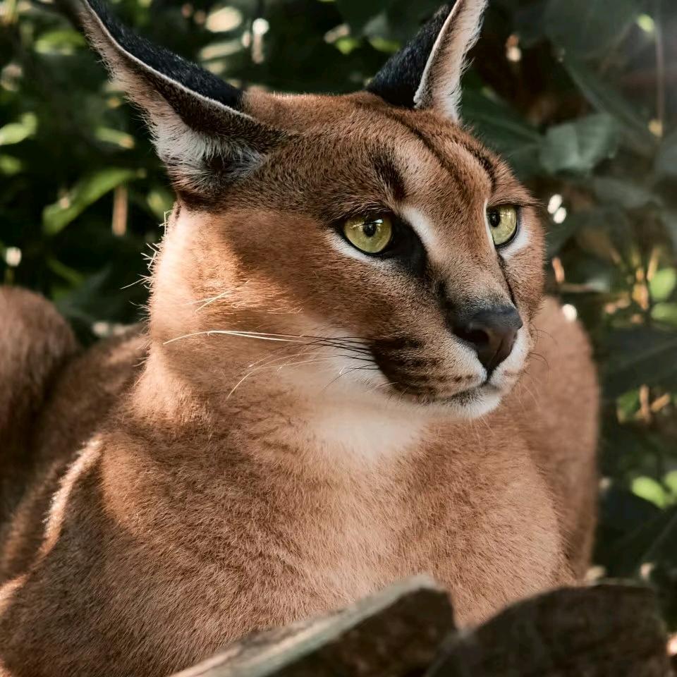 跳起来踹你膝盖