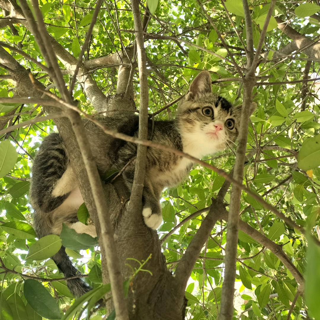 不做神仙的小妖