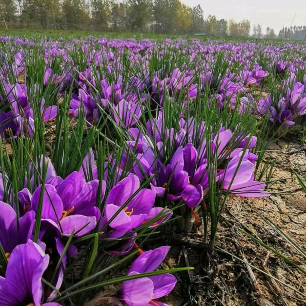 中药材种植小刘