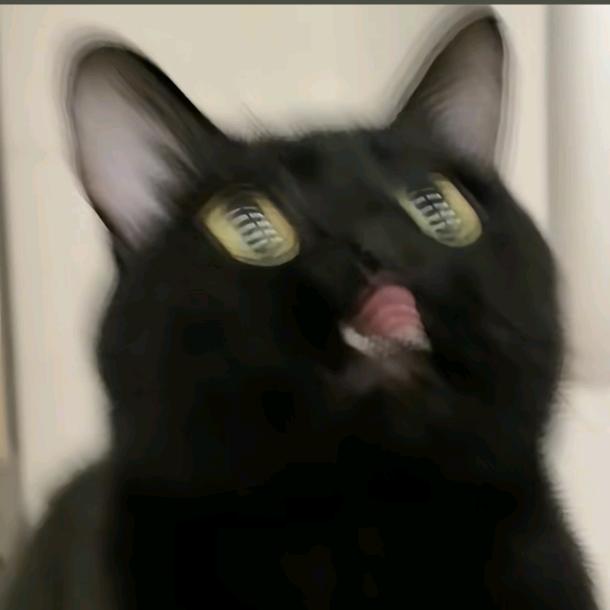 天上的猫猫猫