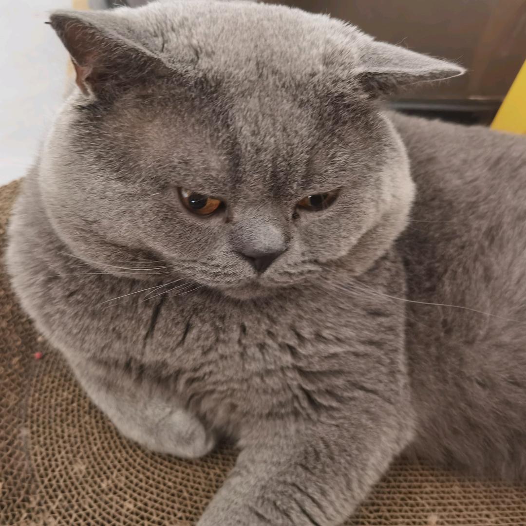 蓝猫胖虎
