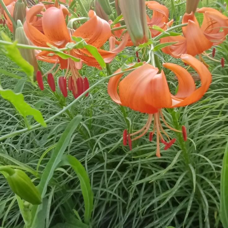 快乐航程莉
