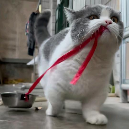 别刷抖音开饭了