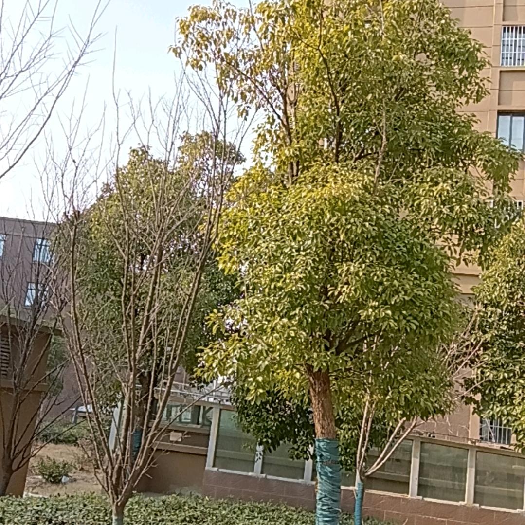 海底捞月