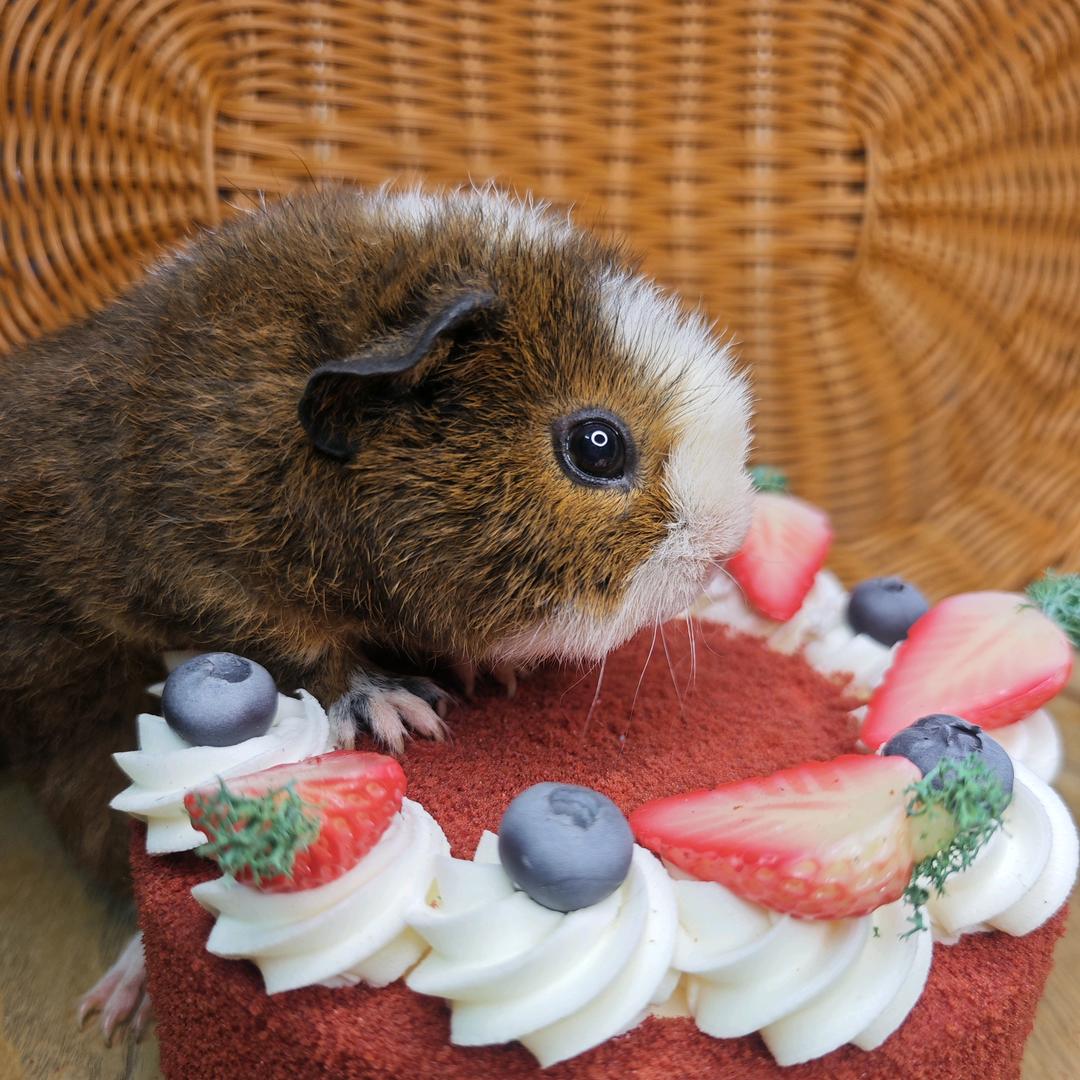 沪尚豚