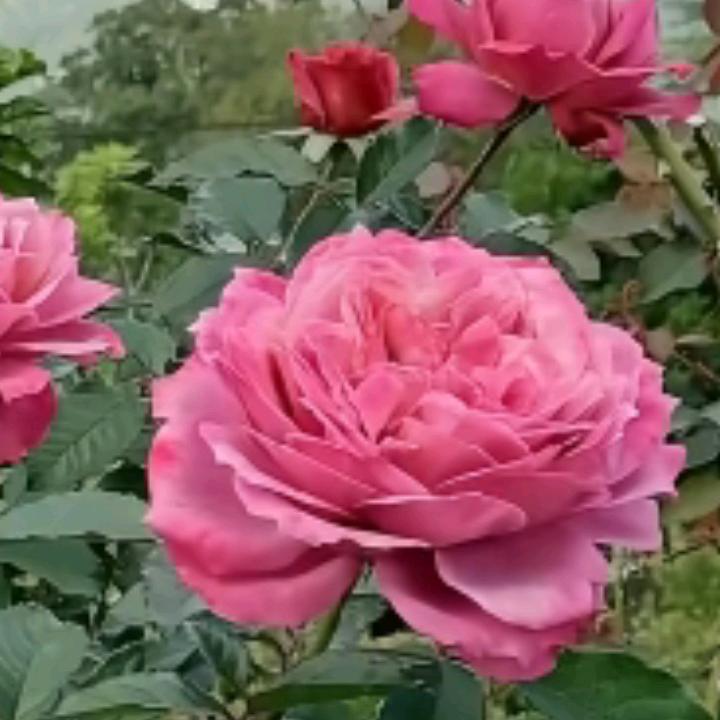 自动电气化十专业搭客佬！